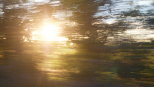 Blurred image of trees and sunlight, possibly taken from a moving vehicle, with the sun shining through the branches, creating streaks and a sense of motion.
