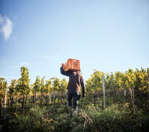 A person wearing boots walks through a vineyard carrying an orange crate on their shoulder. The sky is clear and blue, with rows of green grapevines on either side.