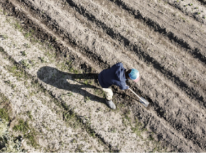 A person wearing a blue jacket and blue hat uses a shovel to dig in a plowed field with several rows of soil. The scene is viewed from above.