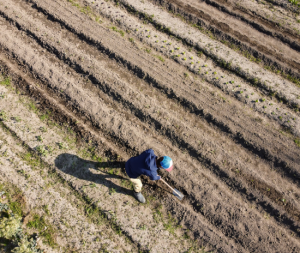 A person wearing a blue jacket, light pants, and a blue hat uses a shovel to work in long, parallel rows of soil in a field, viewed from above.