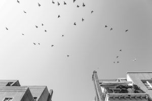 A group of birds is flying in the sky above two multi-story buildings, seen from a low-angle perspective. The image is in black and white.