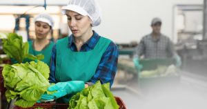 Two workers in green aprons and hair nets inspect and sort heads of lettuce in a food processing facility, while another worker in the background handles produce.